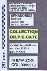 Etikett zu Melanoxanthus anticus (Candèze, 1892)